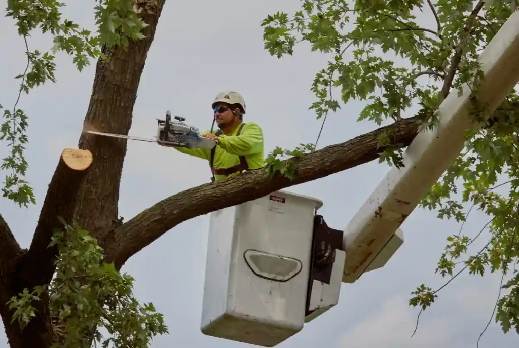 arborists Sydney