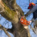 Arborists Sydney: Why Qualified Professionals Matter for Tree Health and Safety