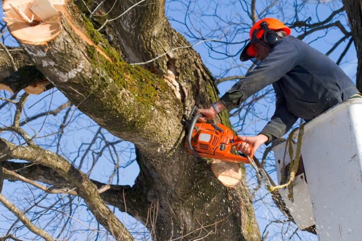 arborists Sydney