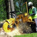Stump Grinding Services Near Me: Why Removal Improves Your Landscape